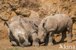 white Rhinoceros