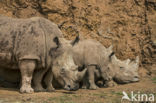 white Rhinoceros