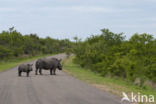 white Rhinoceros