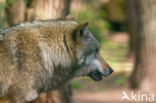 Grey Wolf (Canis lupus)