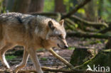 Grey Wolf (Canis lupus)