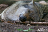 Grey Wolf (Canis lupus)