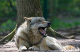 Grey Wolf (Canis lupus)