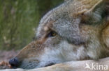 Grey Wolf (Canis lupus)