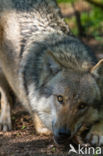 Grey Wolf (Canis lupus)