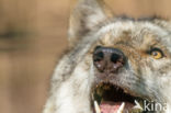 Grey Wolf (Canis lupus)