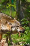 Grey Wolf (Canis lupus)