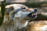 Grey Wolf (Canis lupus)