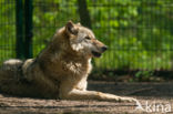 Grey Wolf (Canis lupus)