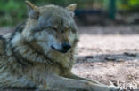 Wolf (Canis lupus)