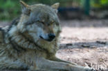 Grey Wolf (Canis lupus)