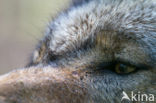 Wolf (Canis lupus)