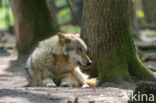 Grey Wolf (Canis lupus)