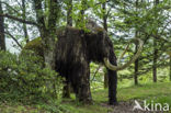 Wolharige Mammoet (Mammuthus primigenius)