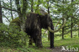 Woolly Mammoth (Mammuthus primigenius)