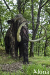 Woolly Mammoth (Mammuthus primigenius)