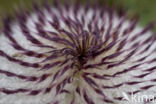 Woolly Thistle (Cirsium eriophorum)