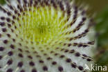 Woolly Thistle (Cirsium eriophorum)