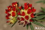 Kidney Vetch (Anthyllis vulneraria)