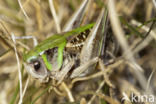 Wart-biter (Decticus verrucivorus)