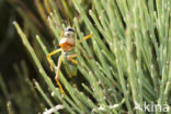 Saddle-backed Bush-cricket (Ephippiger ephippiger)