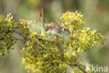 Saddle-backed Bush-cricket (Ephippiger ephippiger)