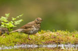 Zanglijster (Turdus philomelos)