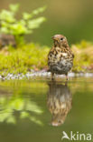 Song Thrush (Turdus philomelos)