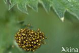 wasp spider (Argiope bruennichi)