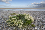 Zeekool (Crambe maritima)