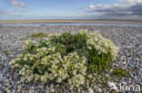 Seakale (Crambe maritima)