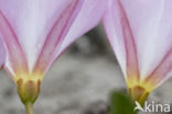 Zeewinde (Convolvulus soldanella)