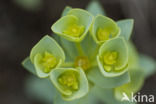Zeewolfsmelk (Euphorbia paralias)