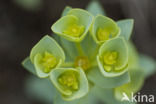 Sea Spurge (Euphorbia paralias)