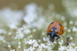 7 spot Ladybird