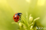 7 spot Ladybird