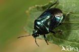 Zicrona caerulea