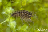 Waterslater (Asellus aquaticus)