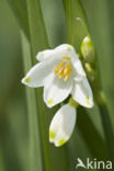 Zomerklokje (Leucojum aestivum)