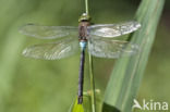 Little emperor dragonfly (Anax parthenope)