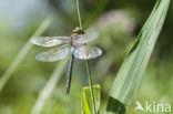 Little emperor dragonfly (Anax parthenope)