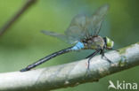 Little emperor dragonfly (Anax parthenope)