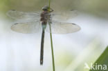 Little emperor dragonfly (Anax parthenope)