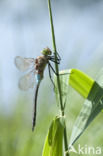 Little emperor dragonfly (Anax parthenope)