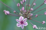 Zwanenbloem (Butomus umbellatus)