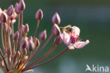 Zwanenbloem (Butomus umbellatus)