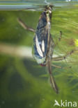 Waterboatman (Notonecta obliqua)