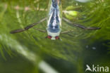 Waterboatman (Notonecta obliqua)