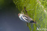 Zwart bootsmannetje (Notonecta obliqua)