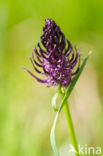 Zwartblauwe rapunzel (Phyteuma spicatum ssp.nigrum)